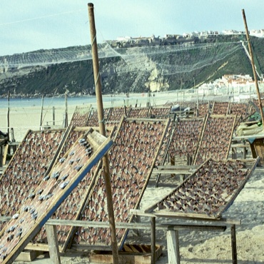 Drrfisch am Strand von Nazaré